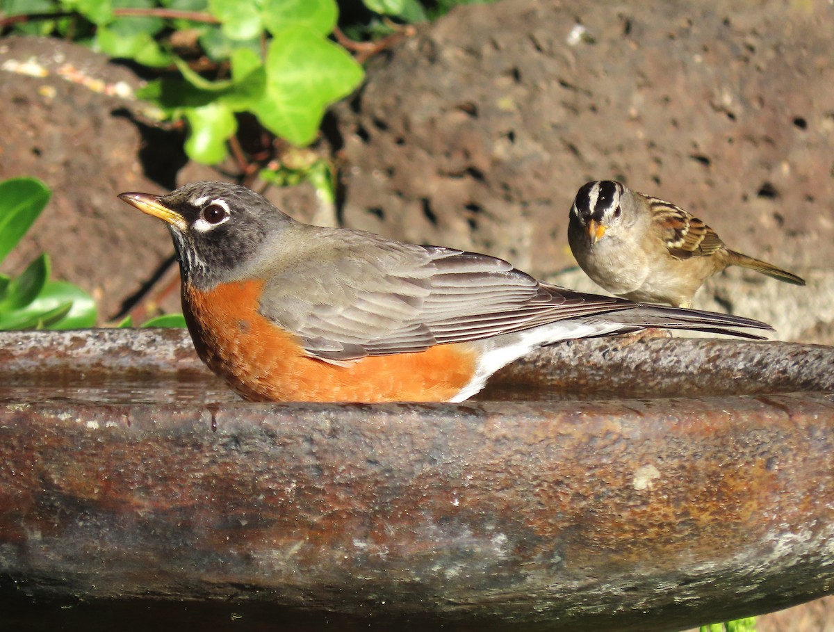 コマツグミ - ML645997262