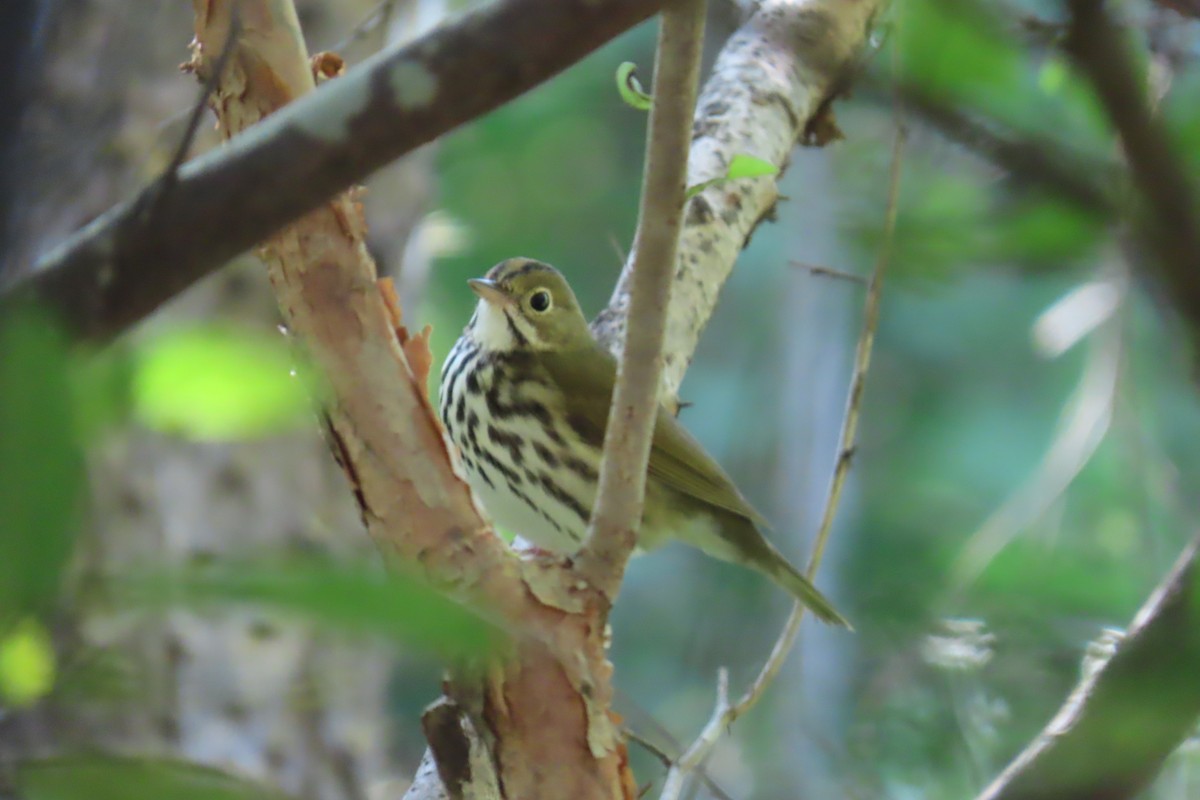 Ovenbird - ML645997271