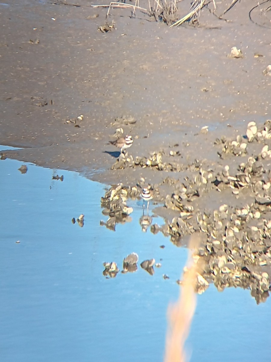 フタオビチドリ - ML645997272