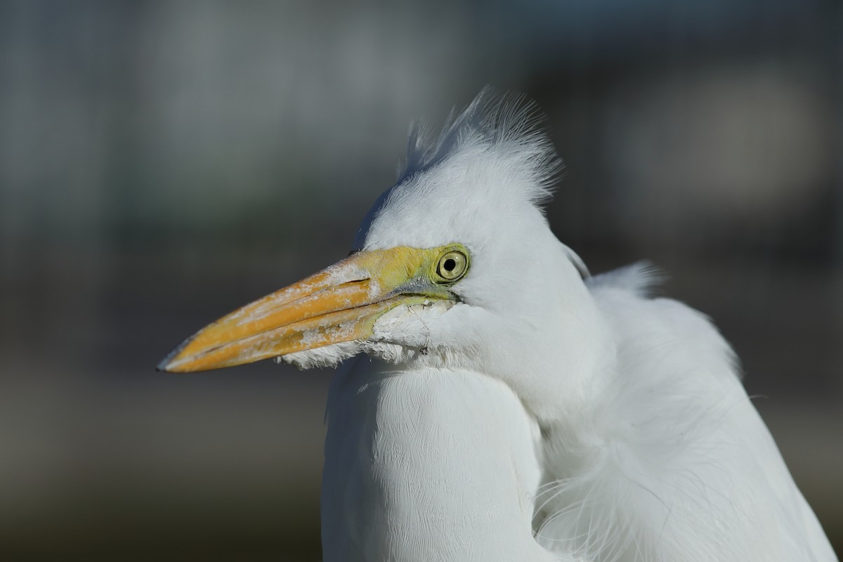 Great Egret - ML645997273
