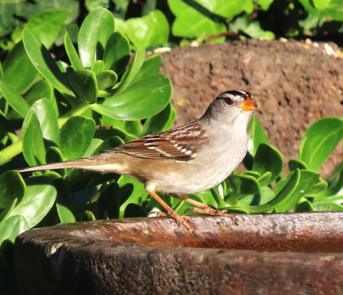 Chingolo Coroniblanco - ML645997281
