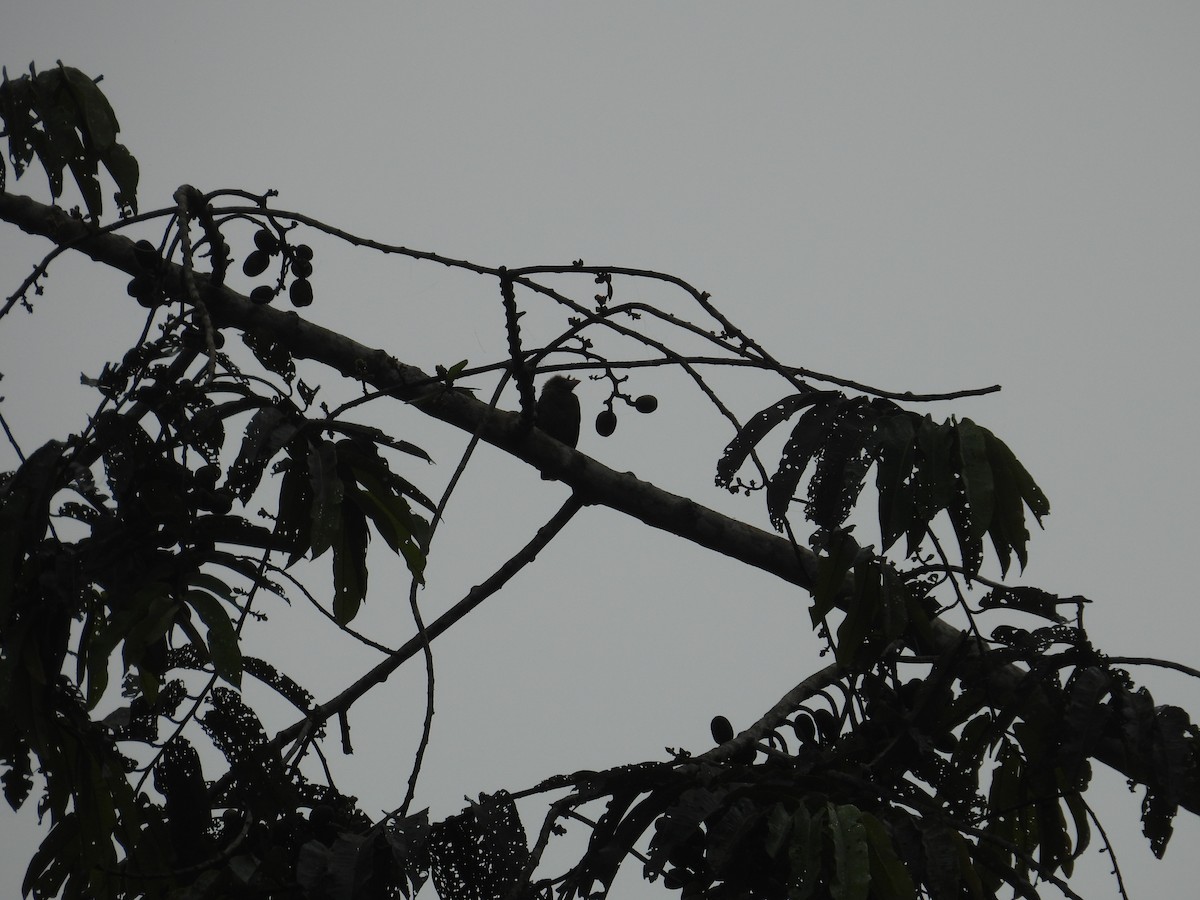 ハナヒゲゴシキドリ - ML645997284