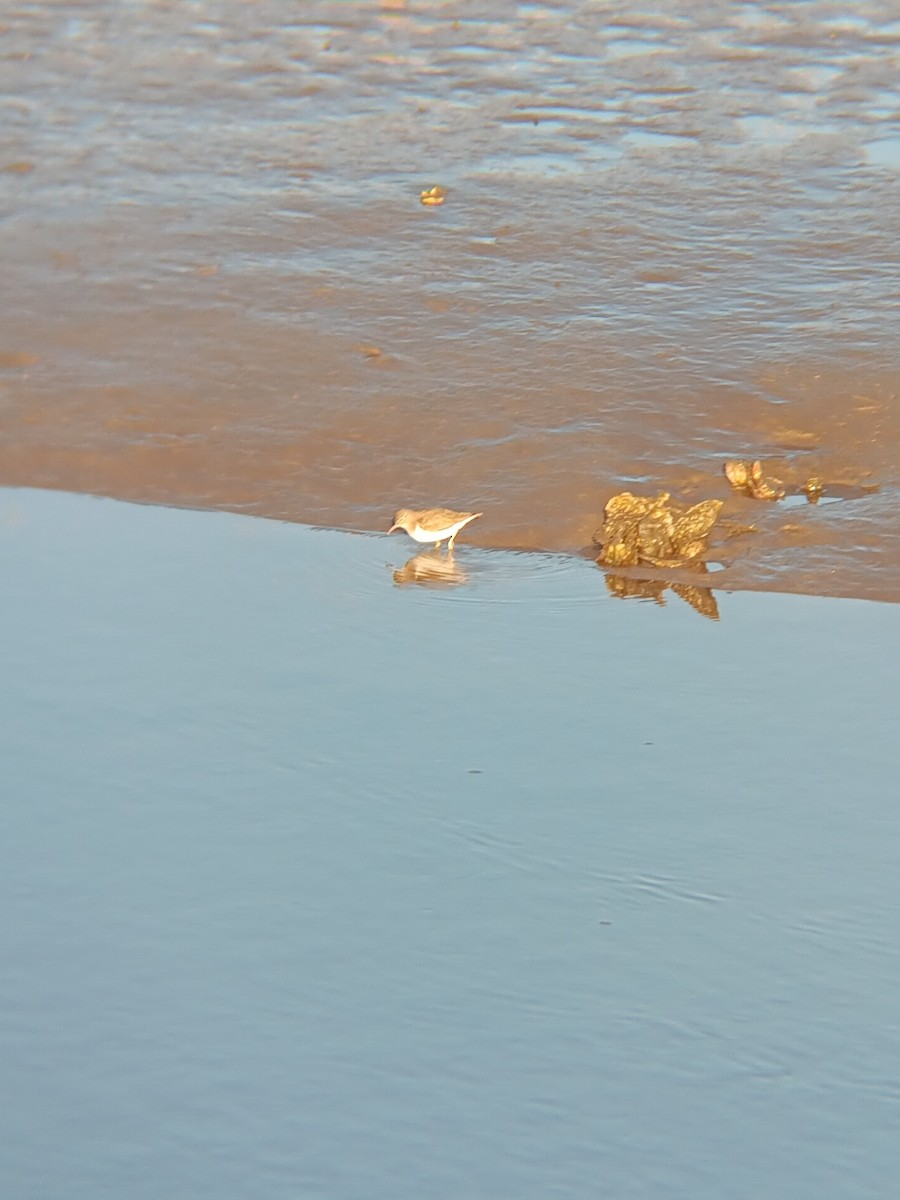 アメリカイソシギ - ML645997285