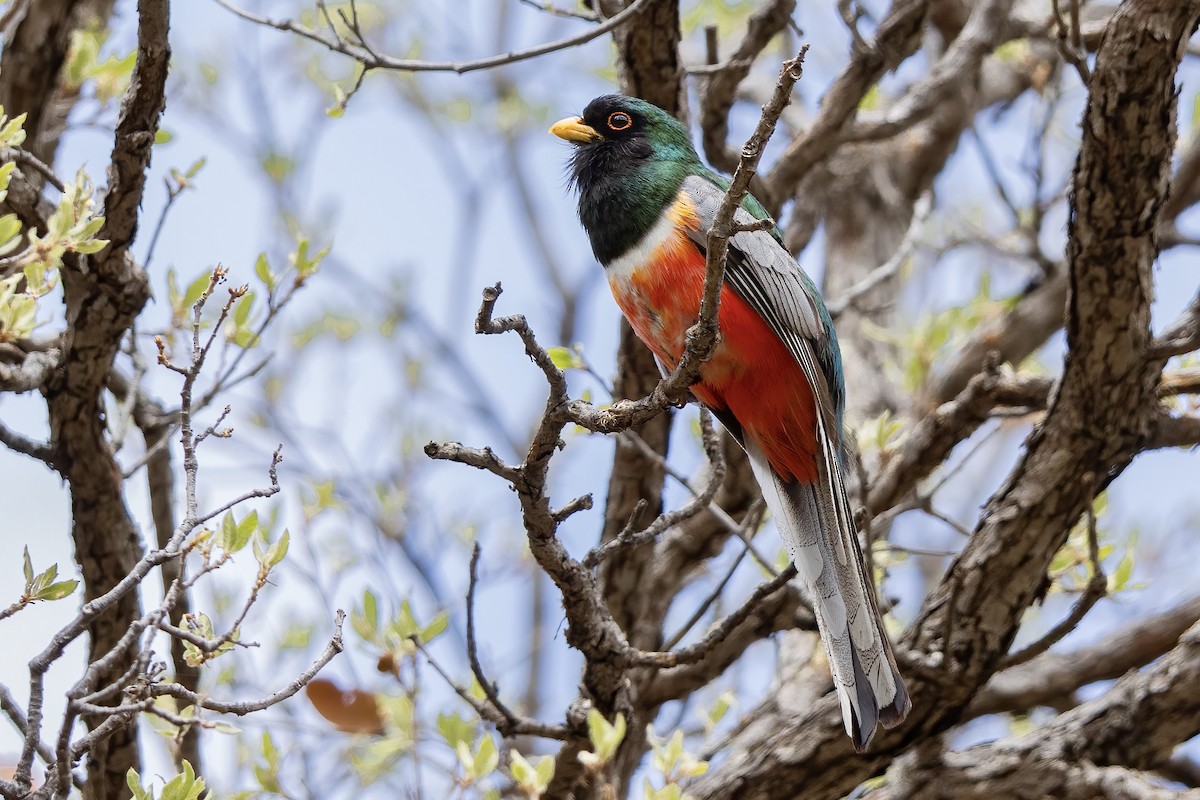Coppery-tailed Trogon - ML645997286