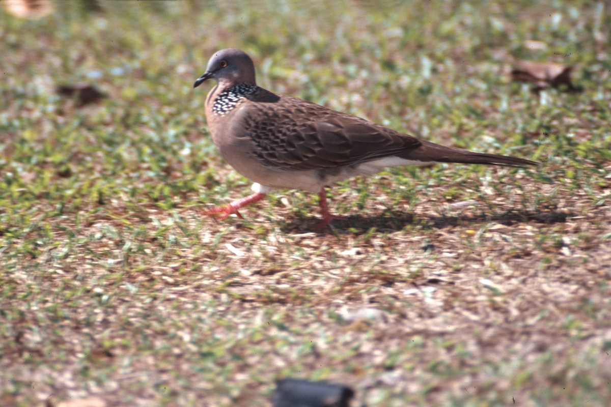 カノコバト - ML645997287