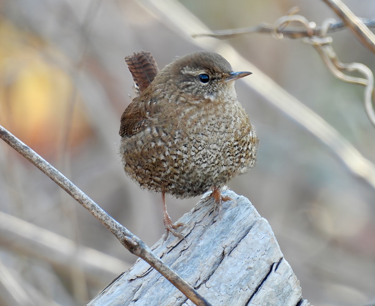 フユミソサザイ - ML645997288