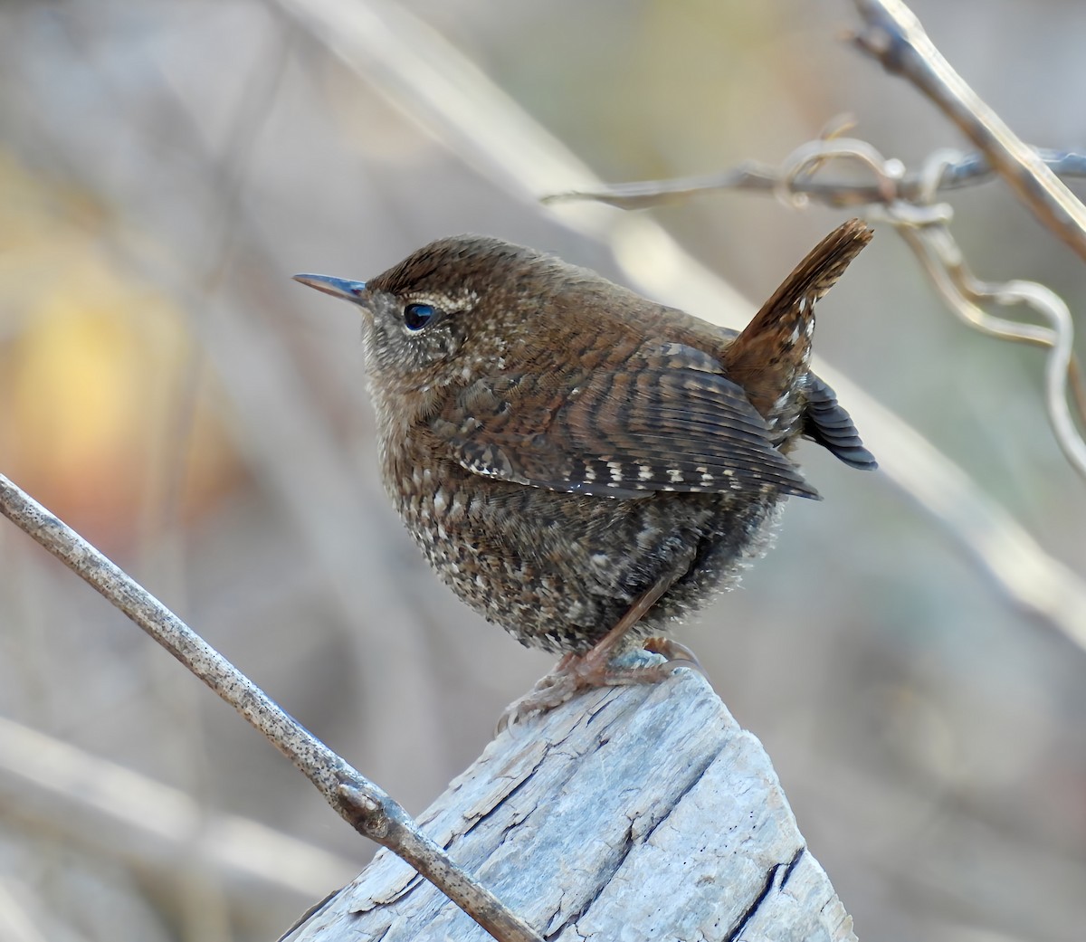 フユミソサザイ - ML645997289