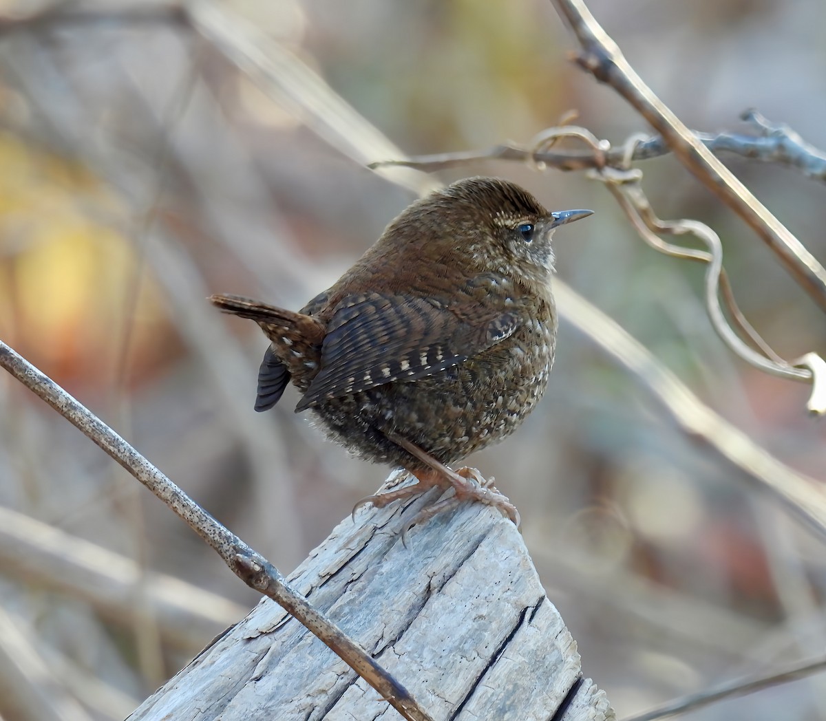 フユミソサザイ - ML645997290