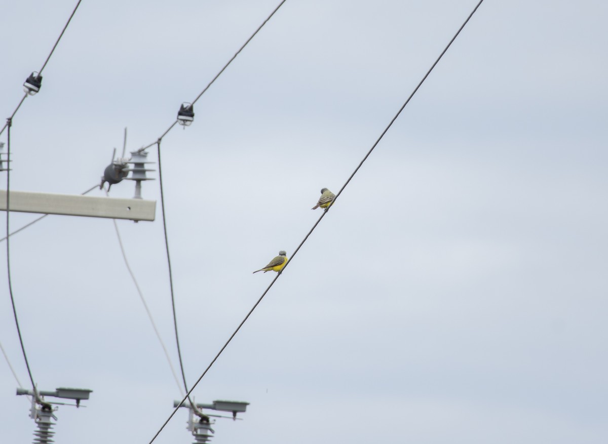 ヒガシオリーブタイランチョウ - ML645997291