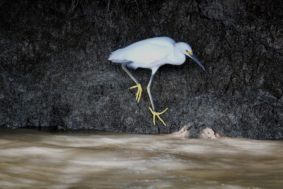 ユキコサギ - ML645997292