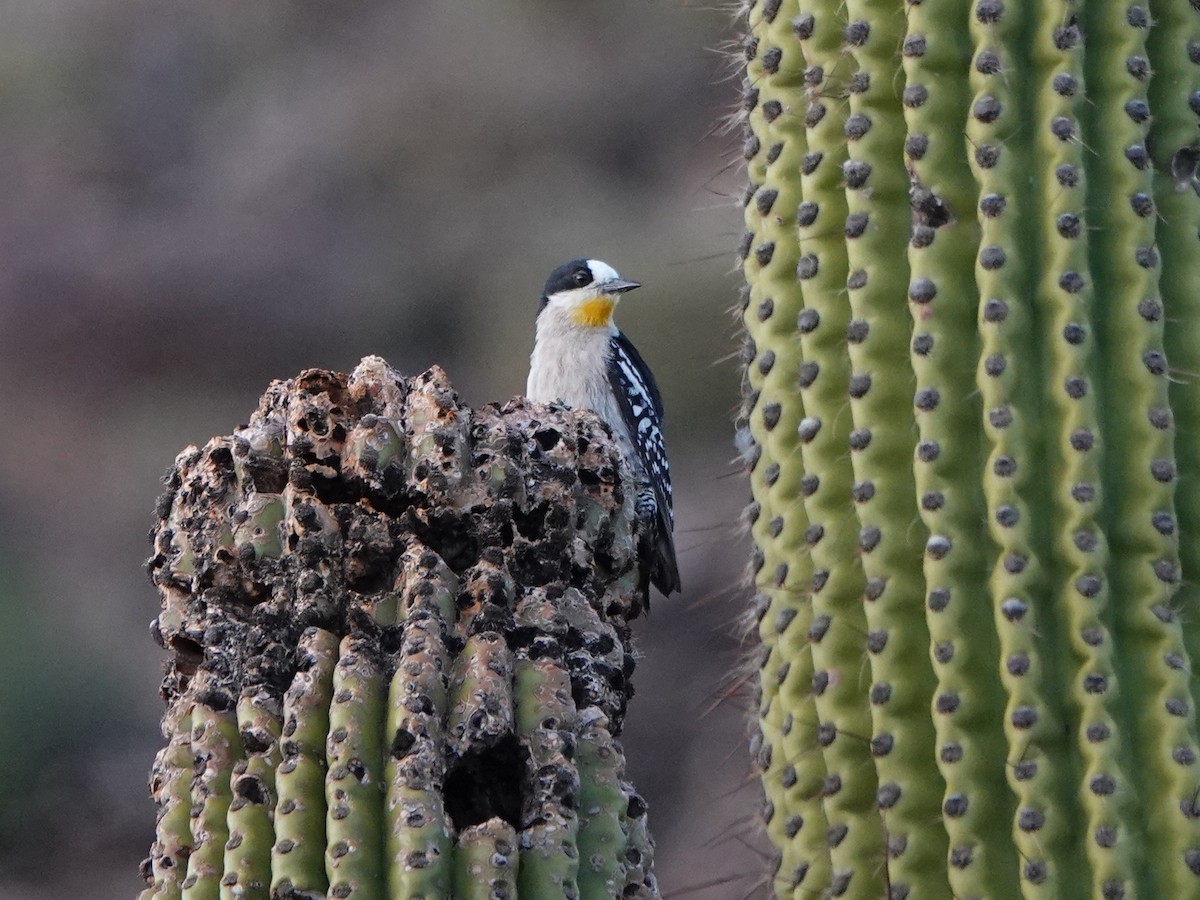 サボテンゲラ - ML645997293