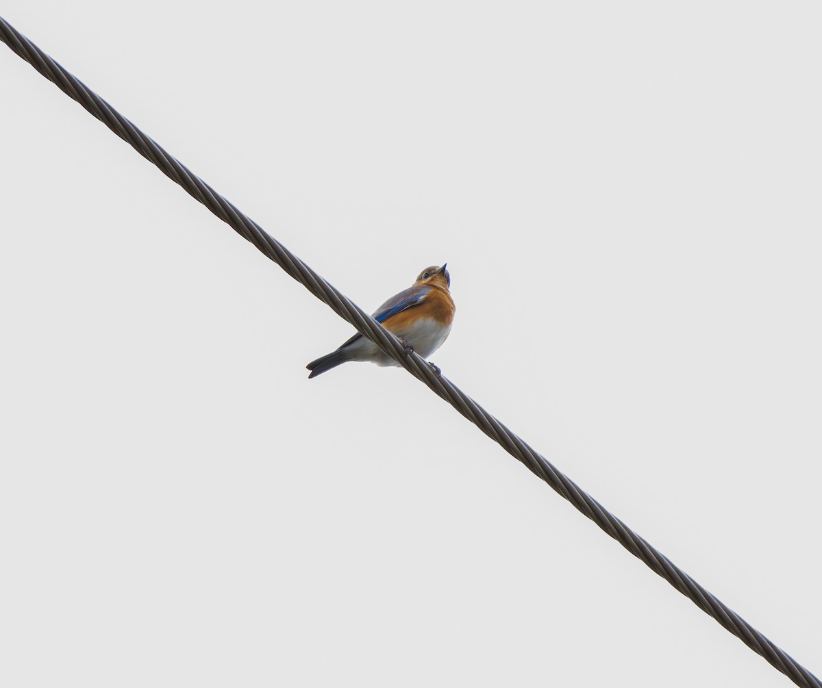 ルリツグミ - ML645997295