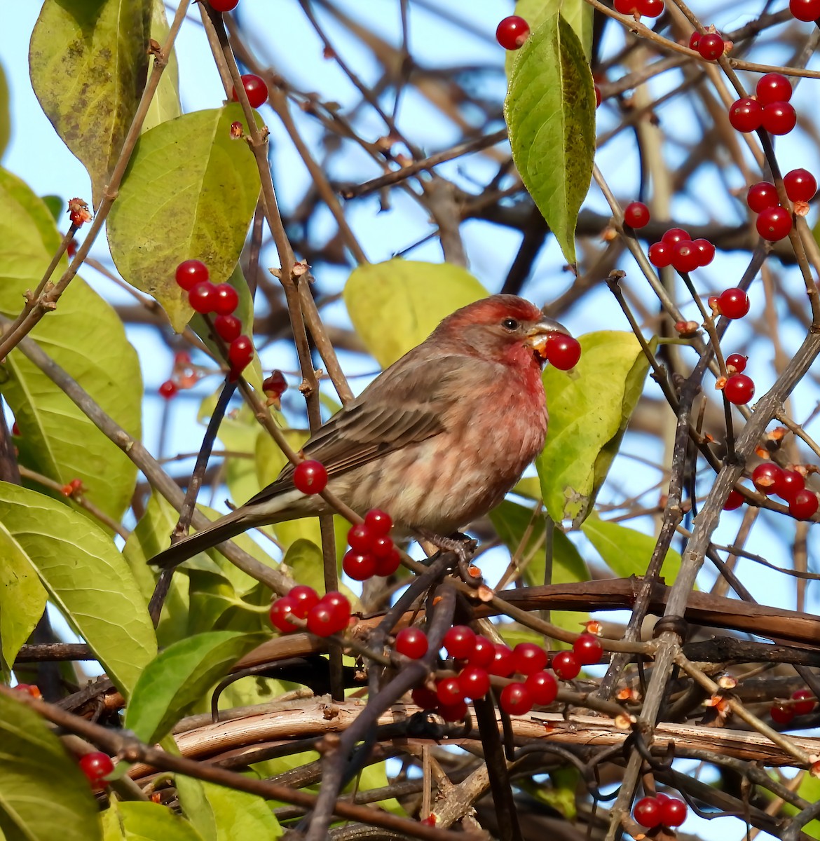 メキシコマシコ - ML645997297