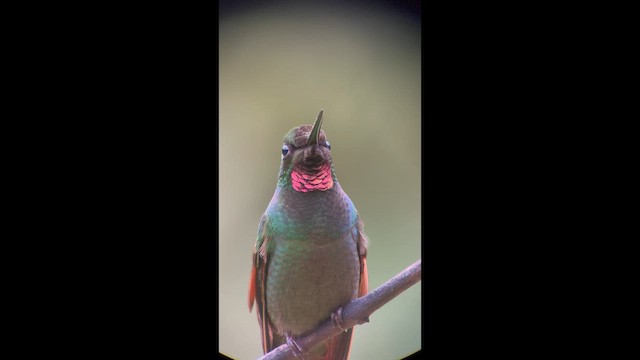 ルビーハチドリ - ML645997298