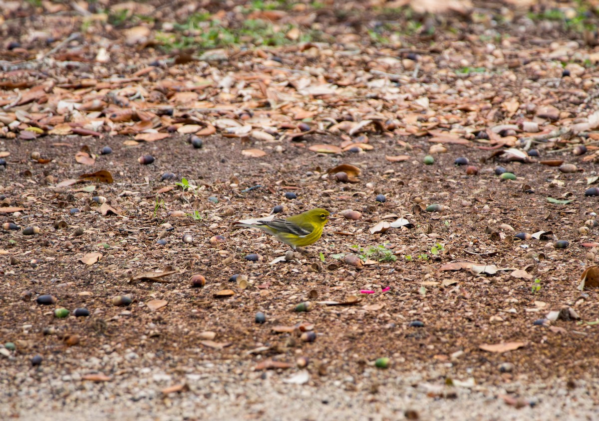 マツアメリカムシクイ - ML645997305