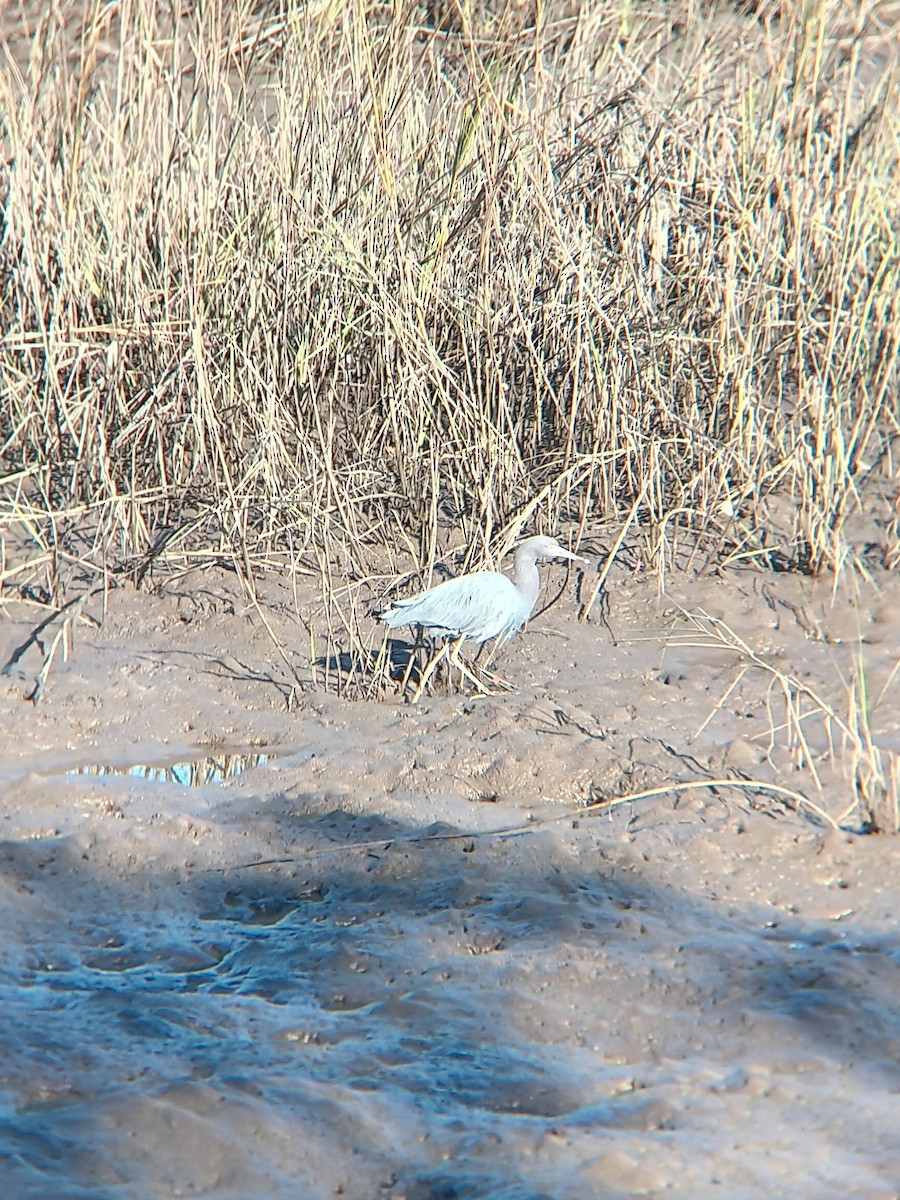 ヒメアカクロサギ - ML645997306