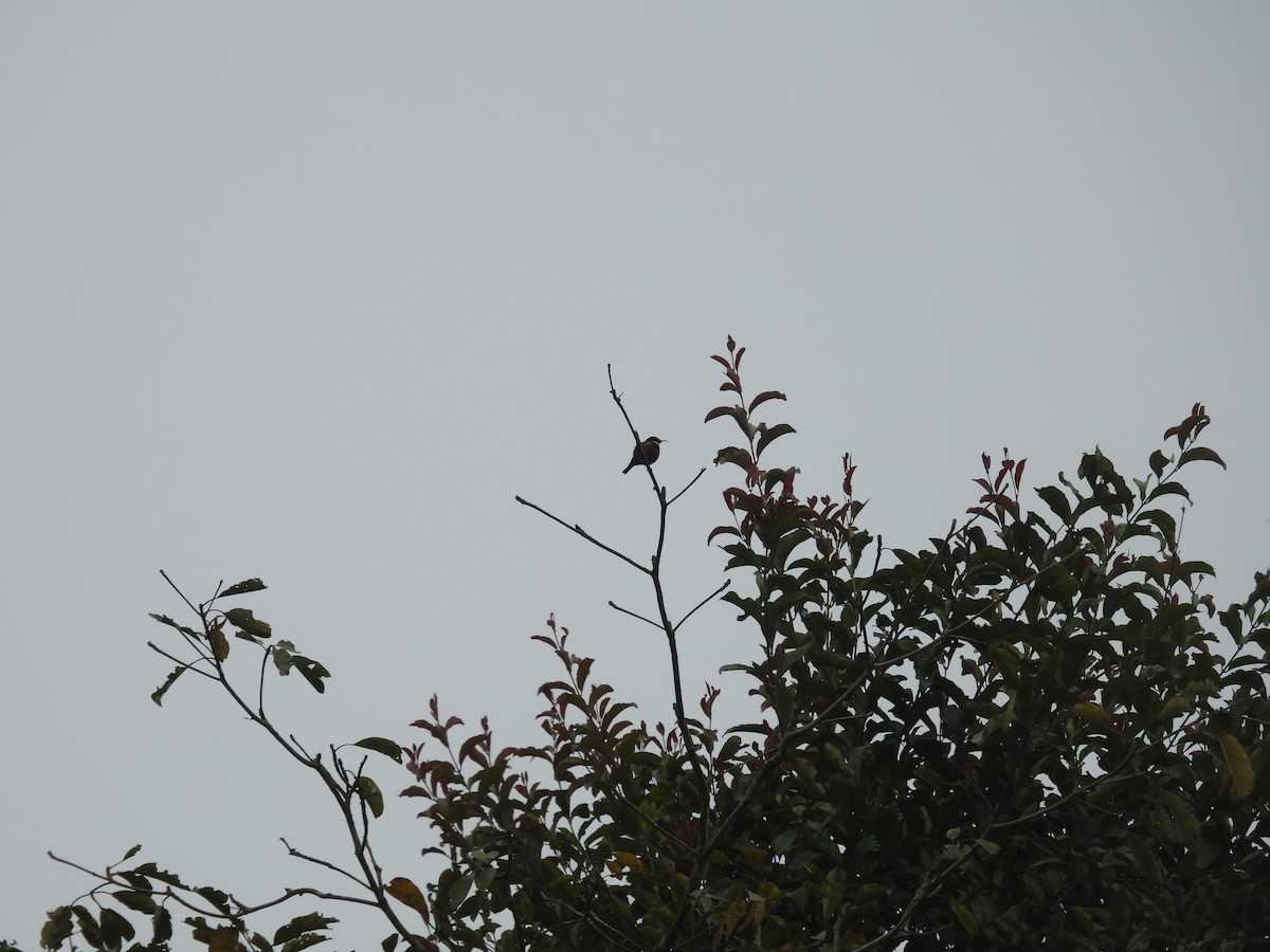 キノドタイヨウチョウ - ML645997308