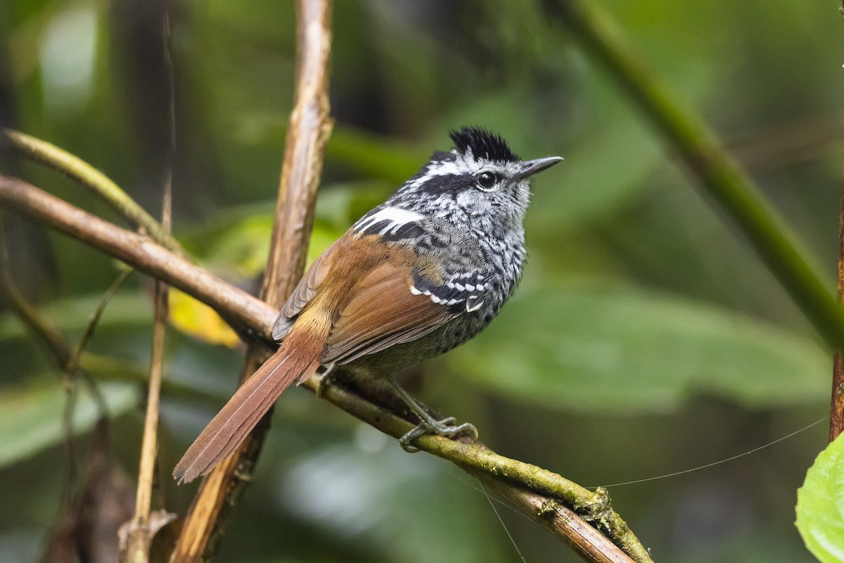 アカオオナガアリドリ - ML645997312