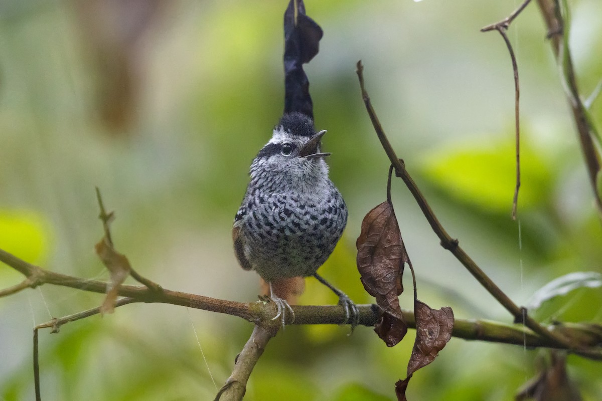 アカオオナガアリドリ - ML645997313