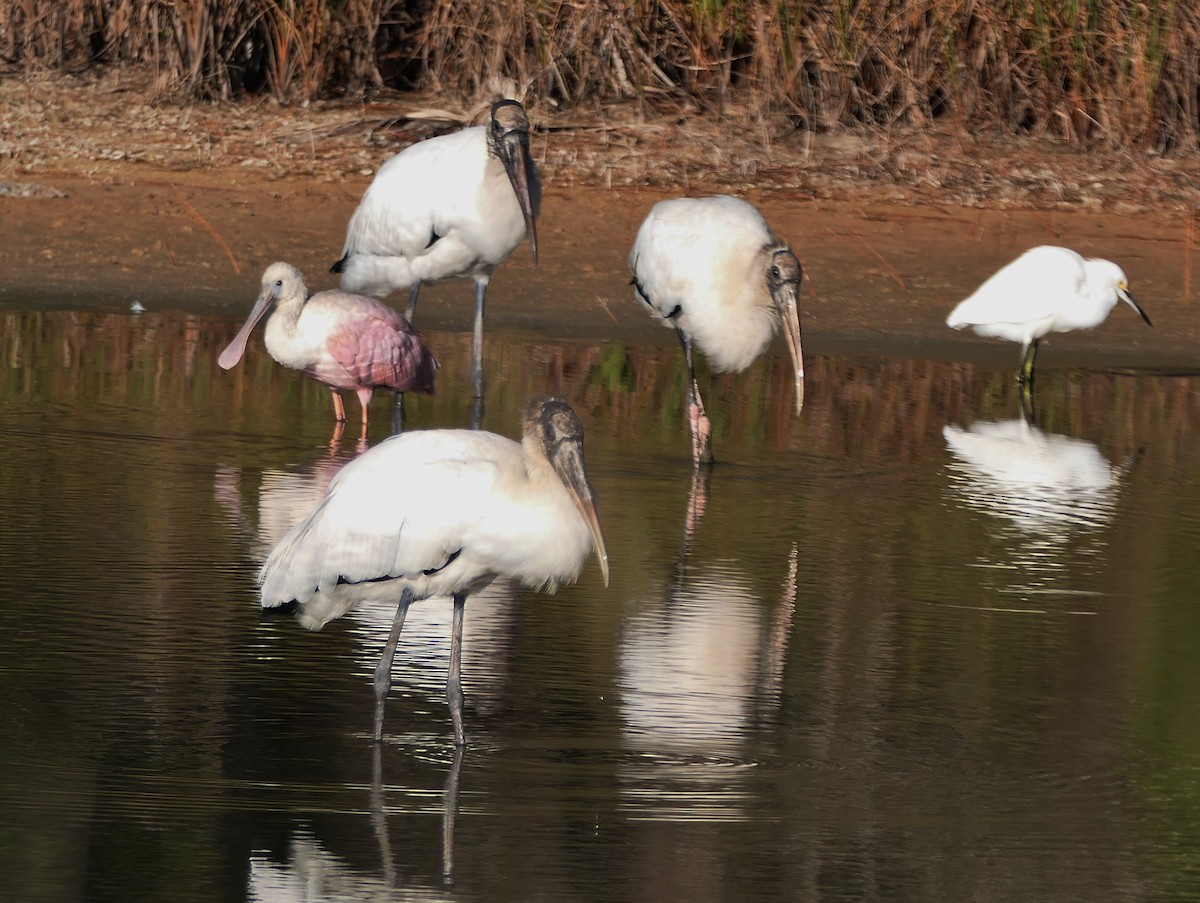 ベニヘラサギ - ML645997316