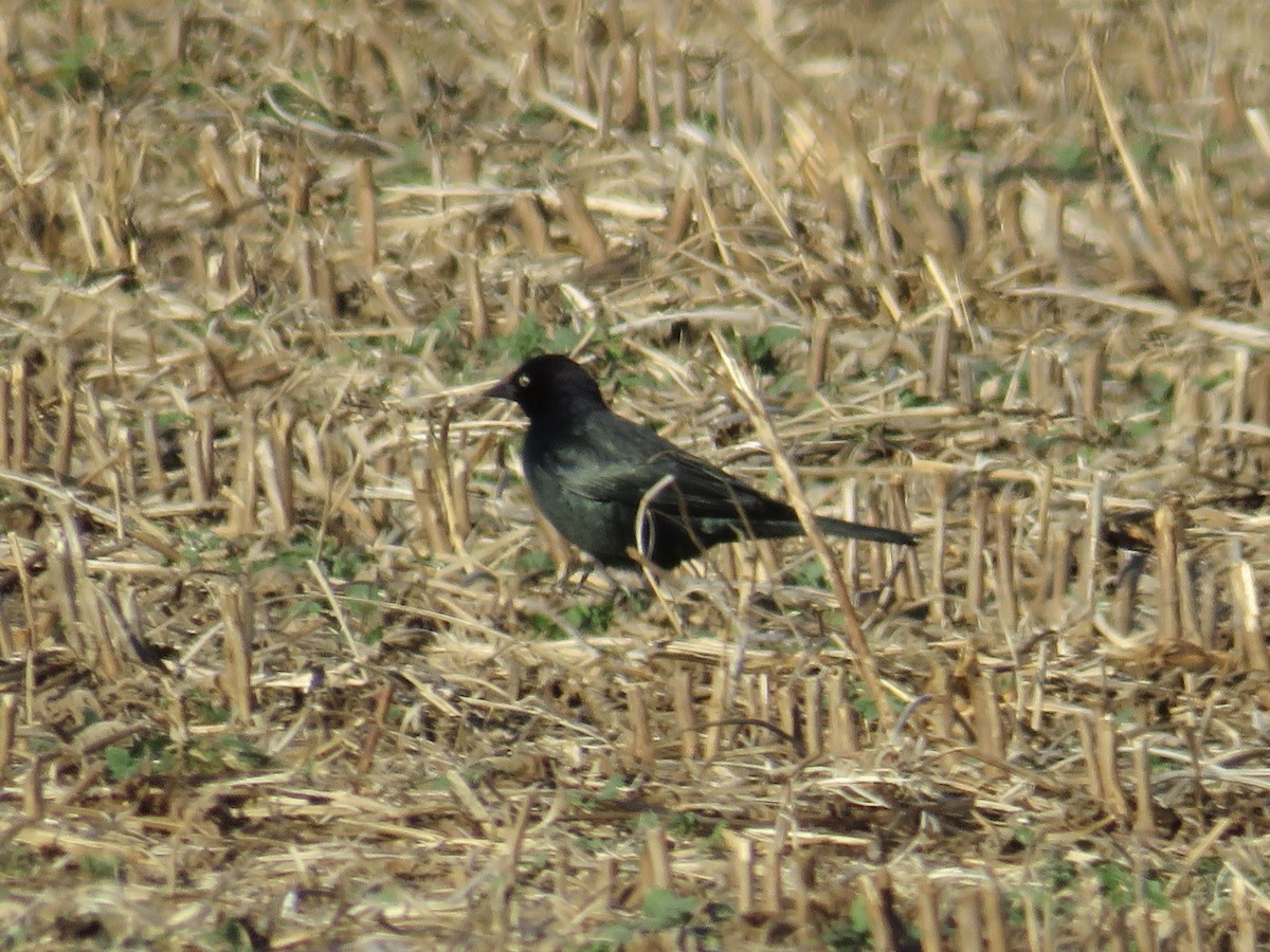 テリムクドリモドキ - ML645997318