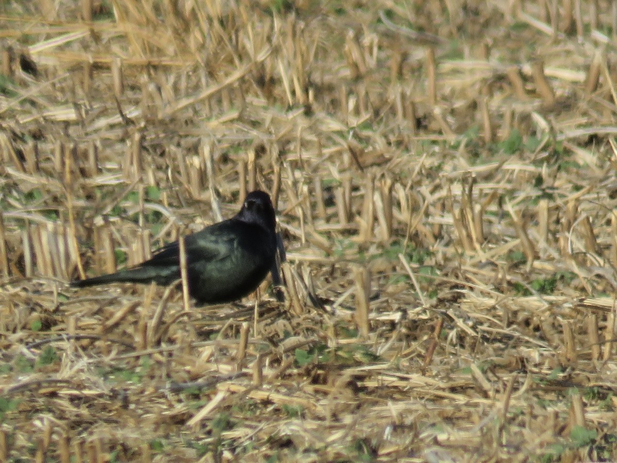 テリムクドリモドキ - ML645997319