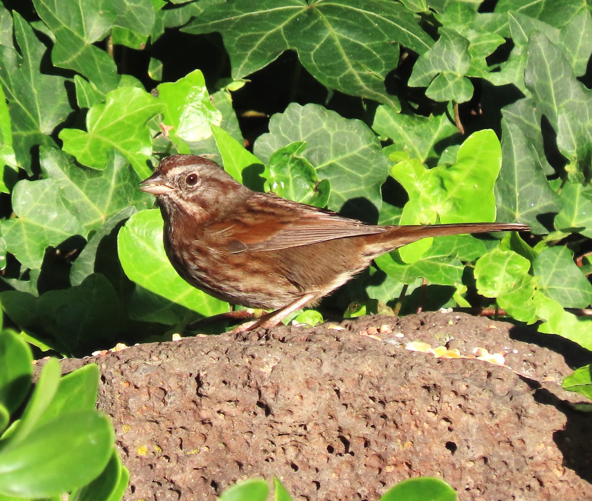 Chingolo Cantor (grupo rufina) - ML645997320