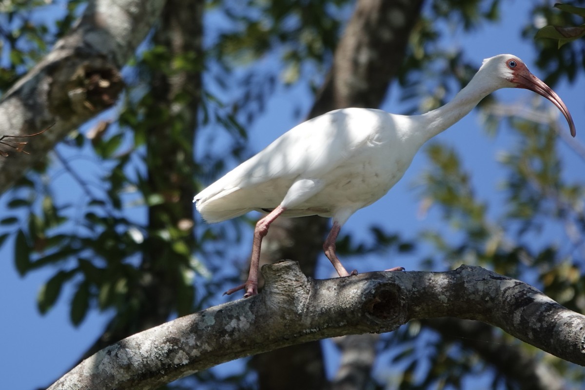 シロトキ - ML645997322