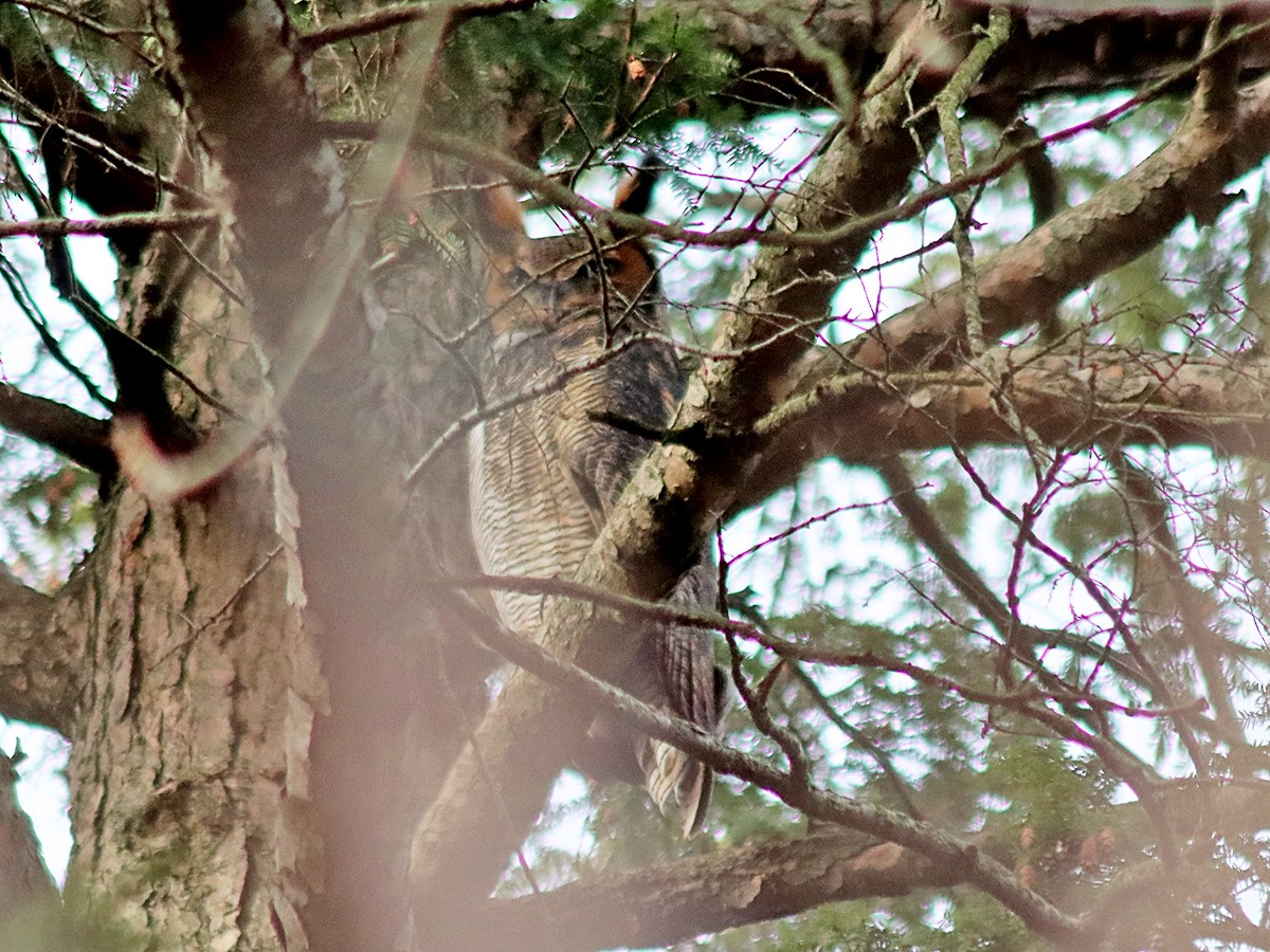 Great Horned Owl - ML645997332