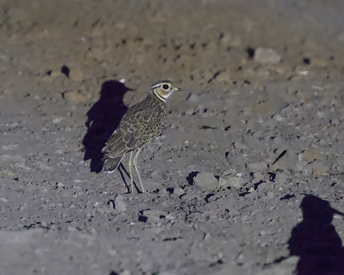 Courvite à triple collier - ML645997334