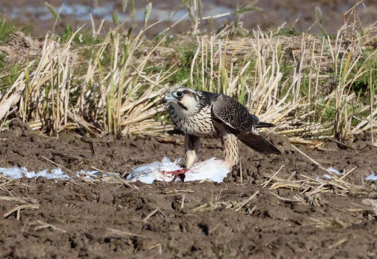Peregrine Falcon (Tundra) - ML645997336