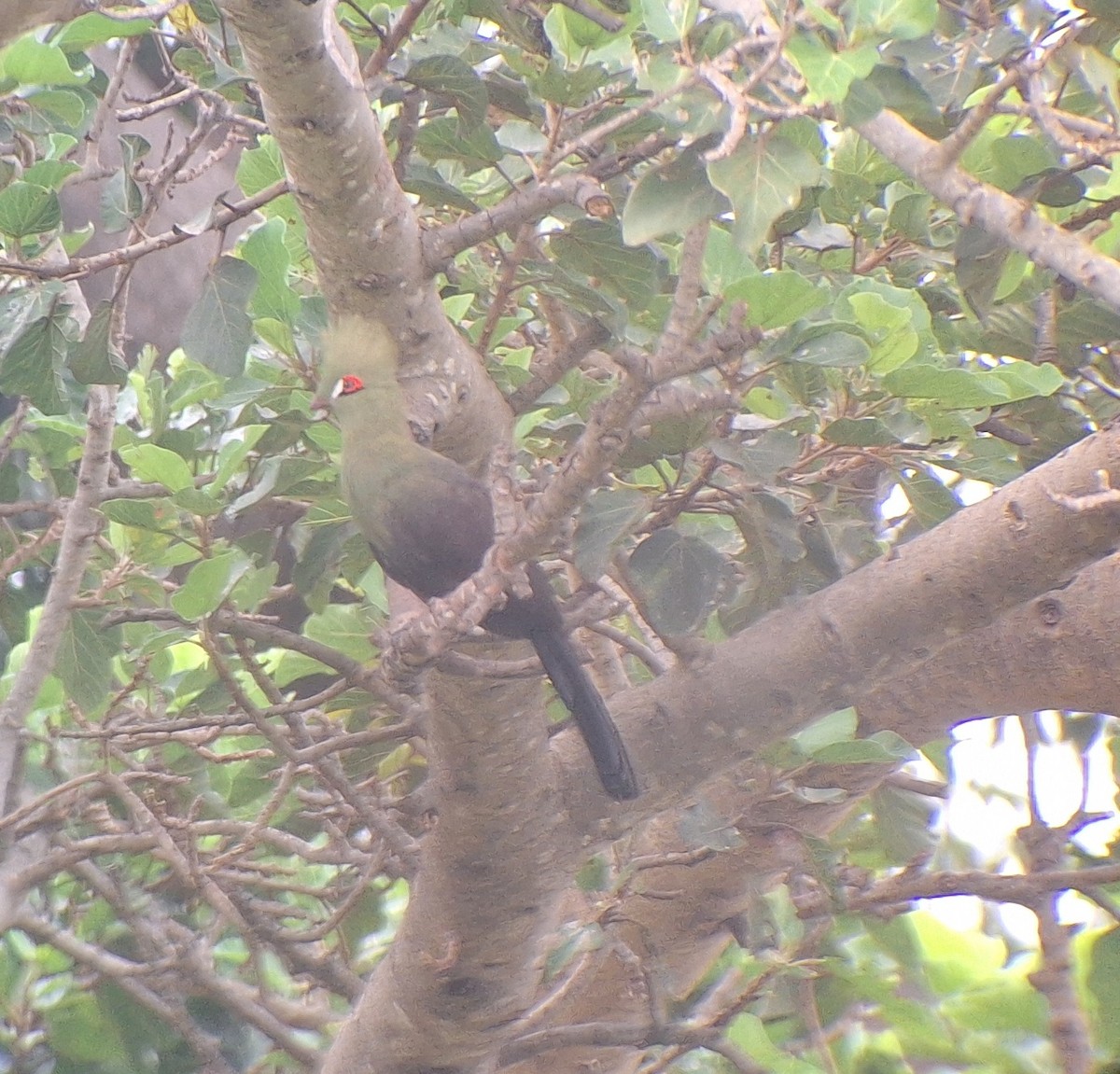 Guinea Turaco - ML645997339