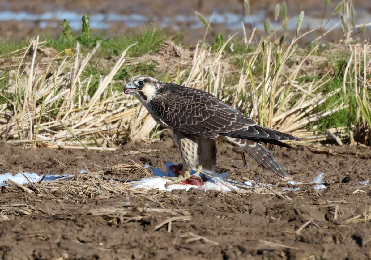 Peregrine Falcon (Tundra) - ML645997340