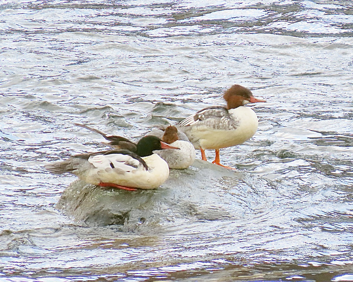 Common Merganser - ML645997345