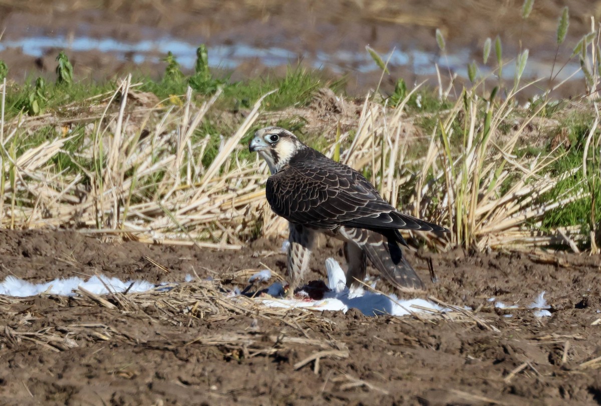 Peregrine Falcon (Tundra) - ML645997346