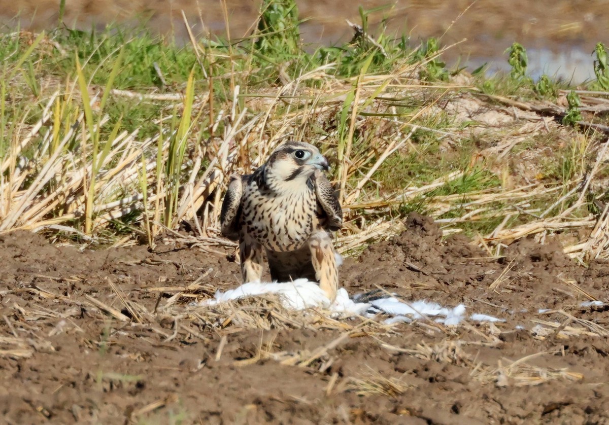 Peregrine Falcon (Tundra) - ML645997347
