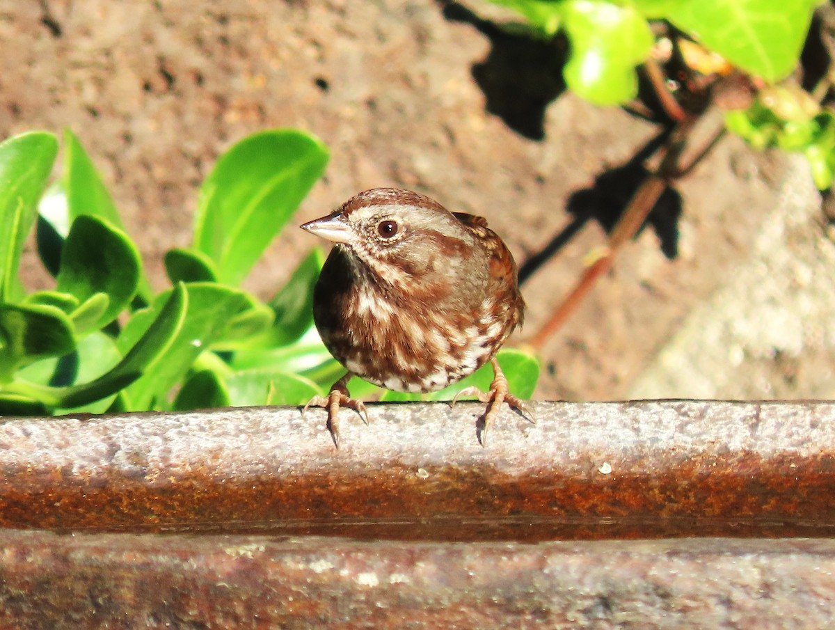 Chingolo Cantor (grupo rufina) - ML645997348
