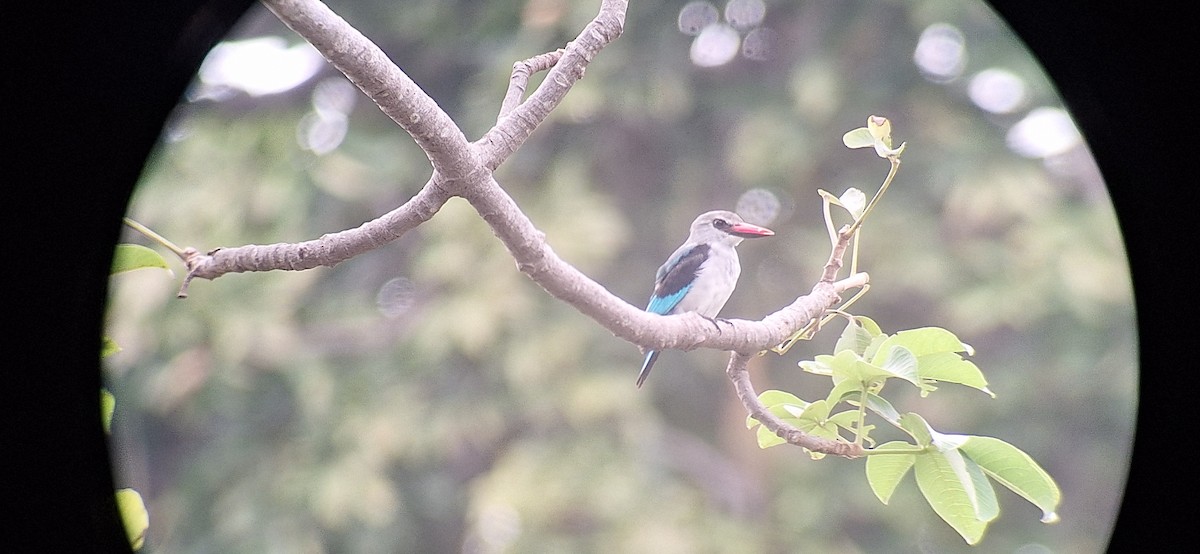 Woodland Kingfisher - ML645997349