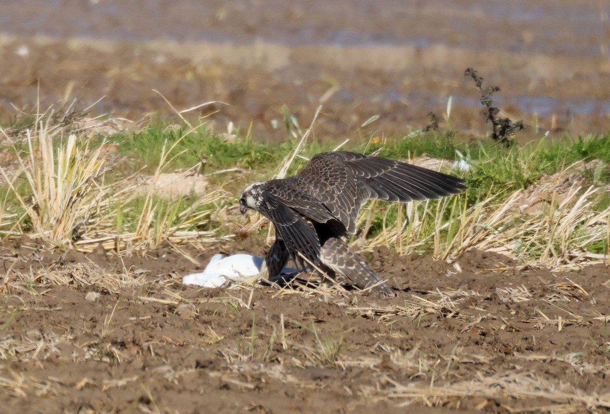 Peregrine Falcon (Tundra) - ML645997351