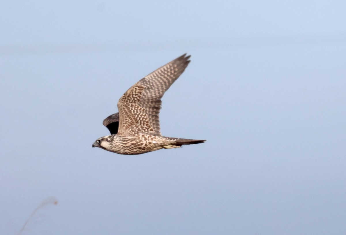 Peregrine Falcon (Tundra) - ML645997353