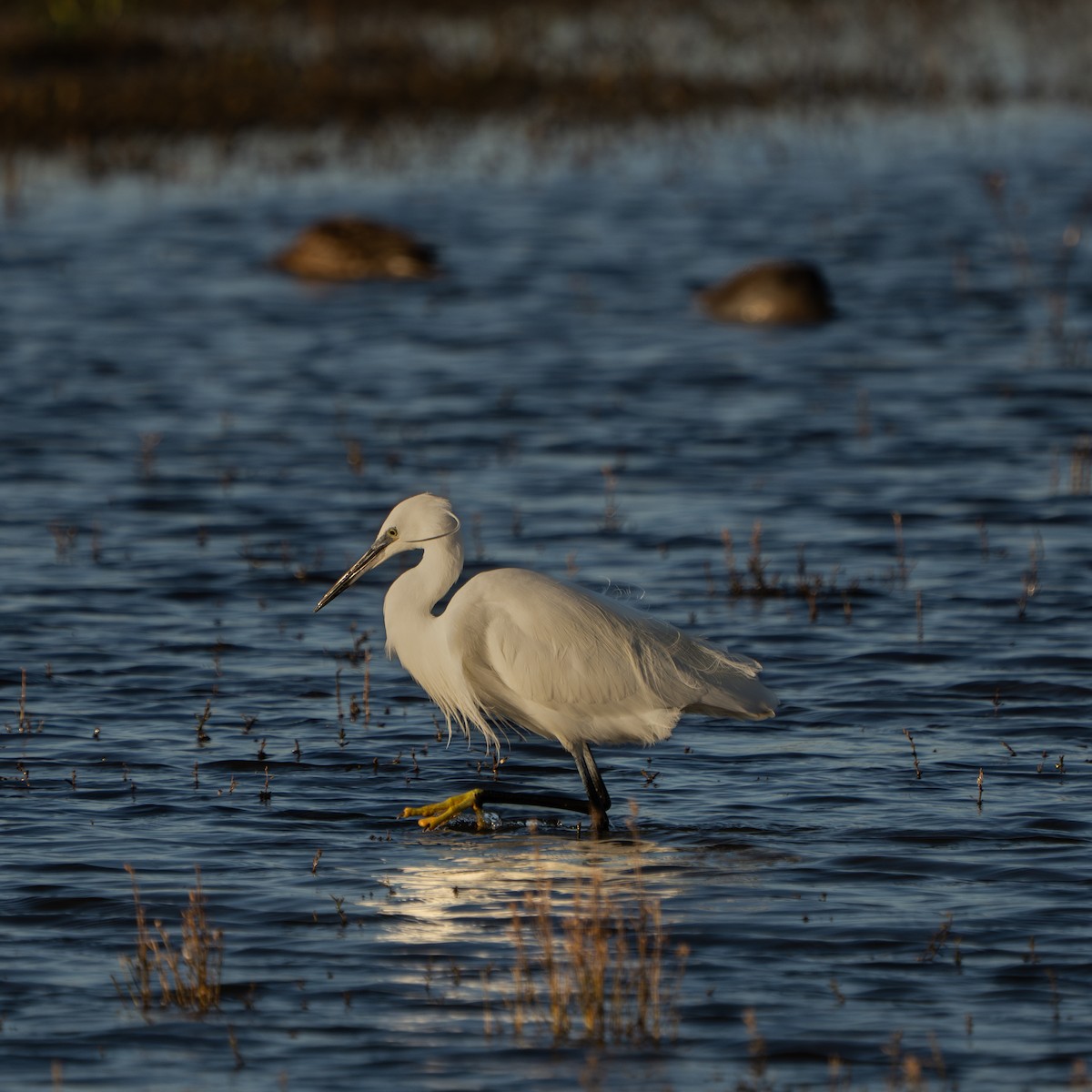 Little Egret - ML645997357