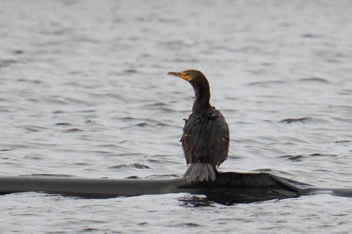 Double-crested Cormorant - ML645997364