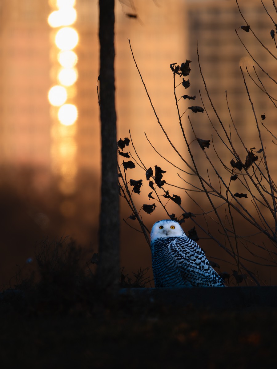 Snowy Owl - ML645997365