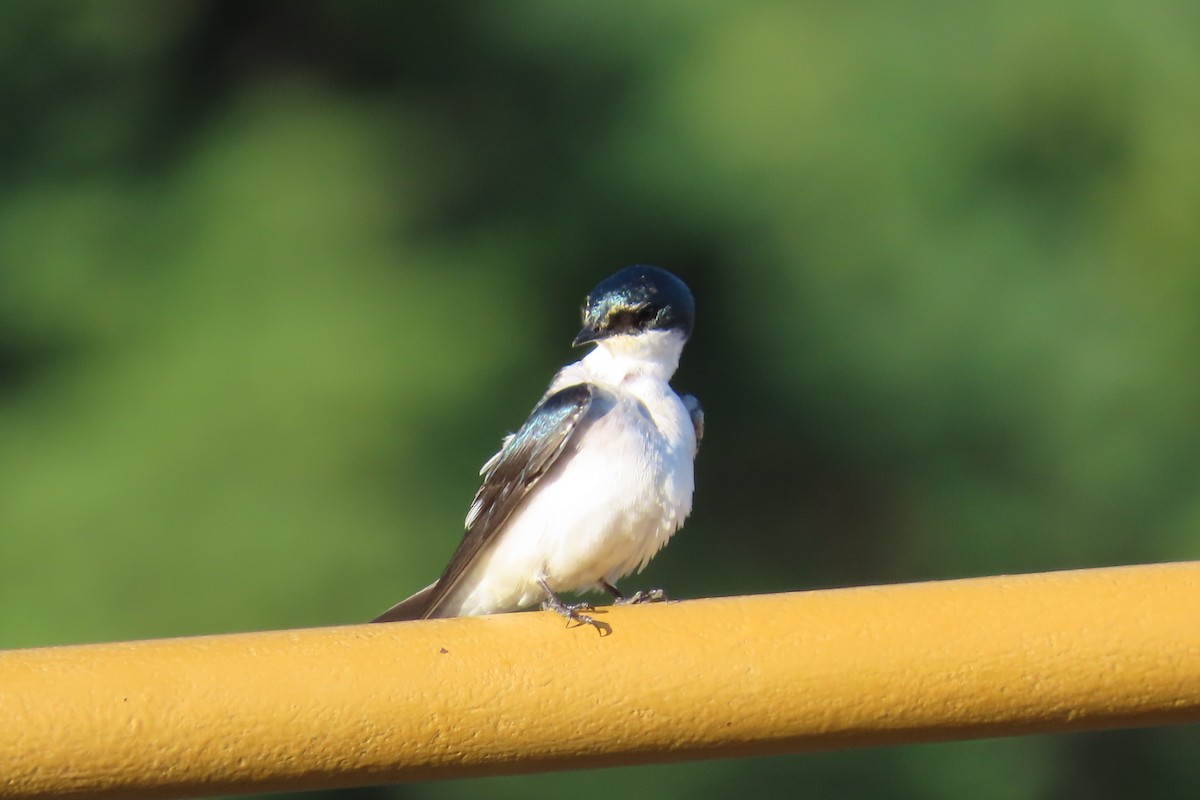Mangrove Swallow - ML645997367