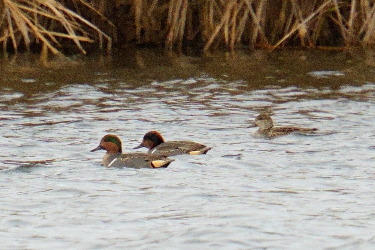 Green-winged Teal - ML645997368
