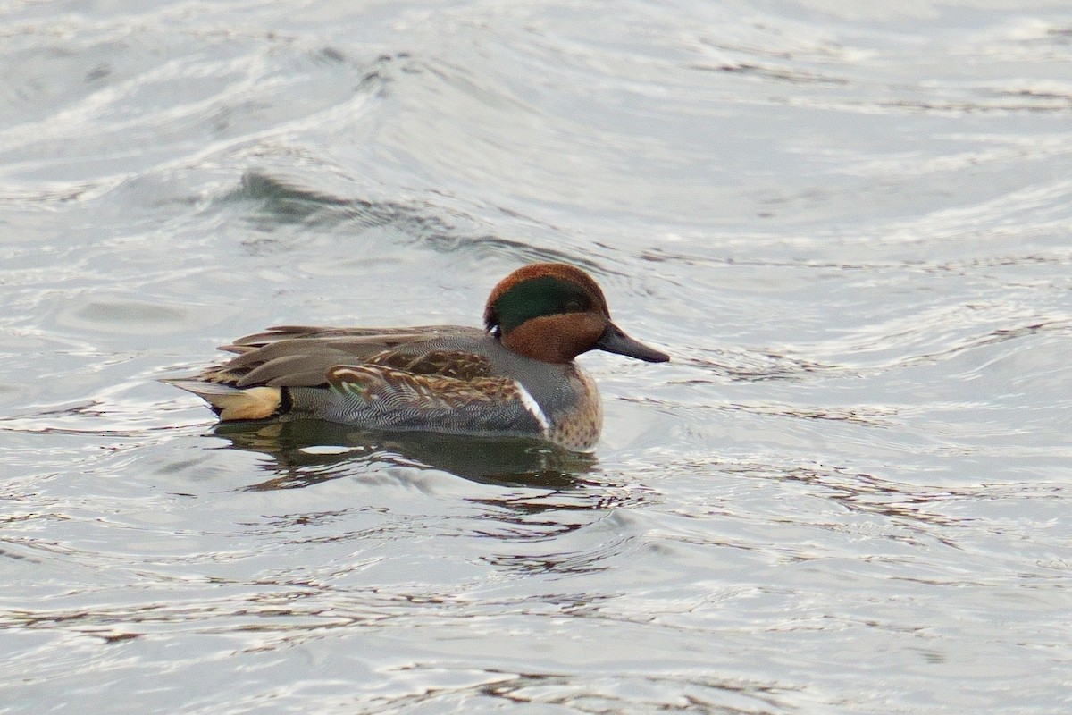 Green-winged Teal - ML645997369