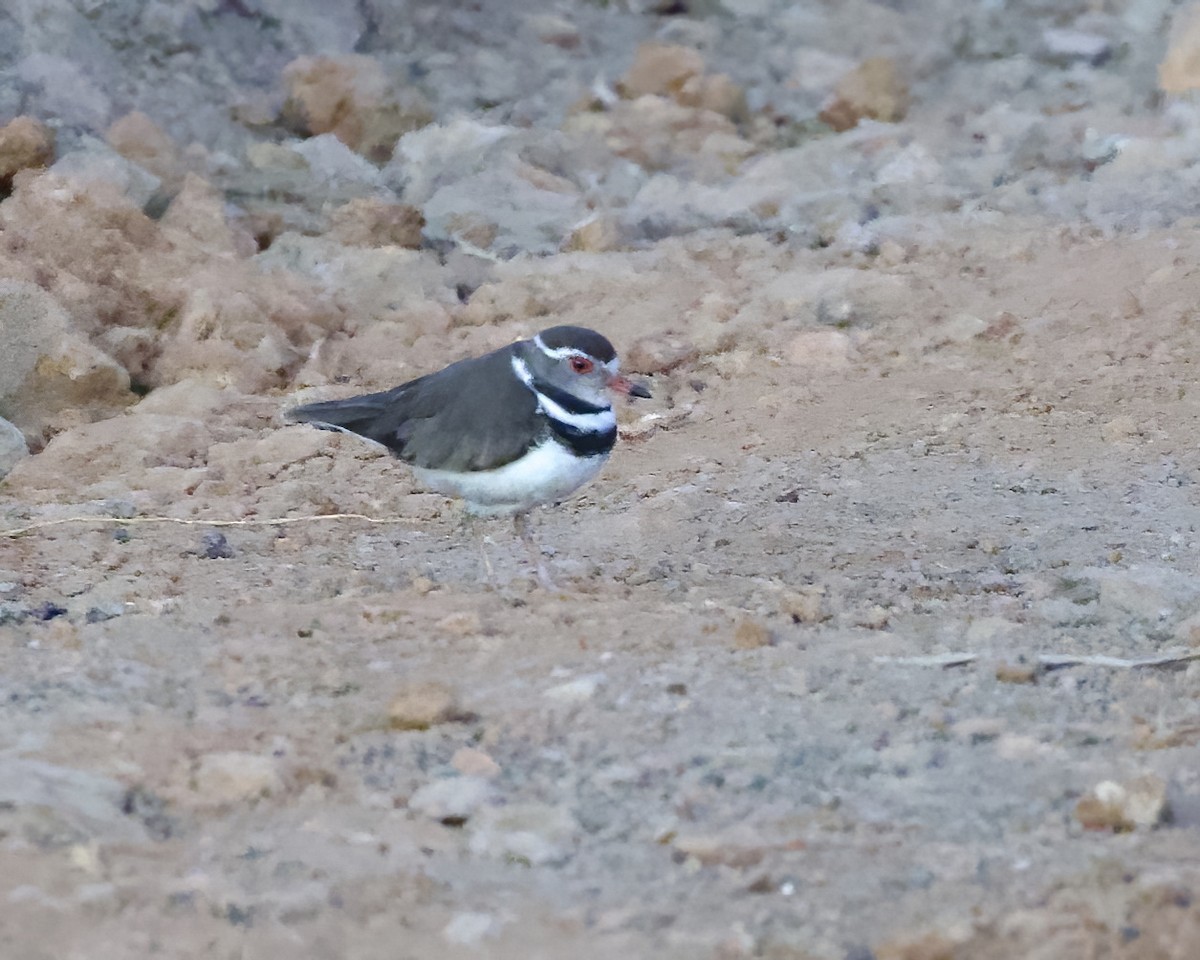 Dreiband-Regenpfeifer - ML645997372