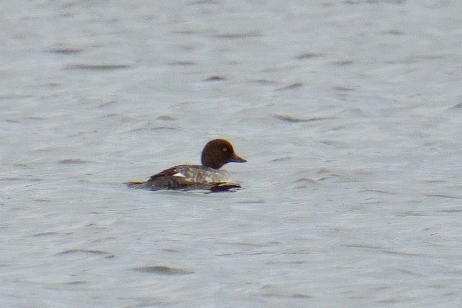 Common Goldeneye - ML645997373