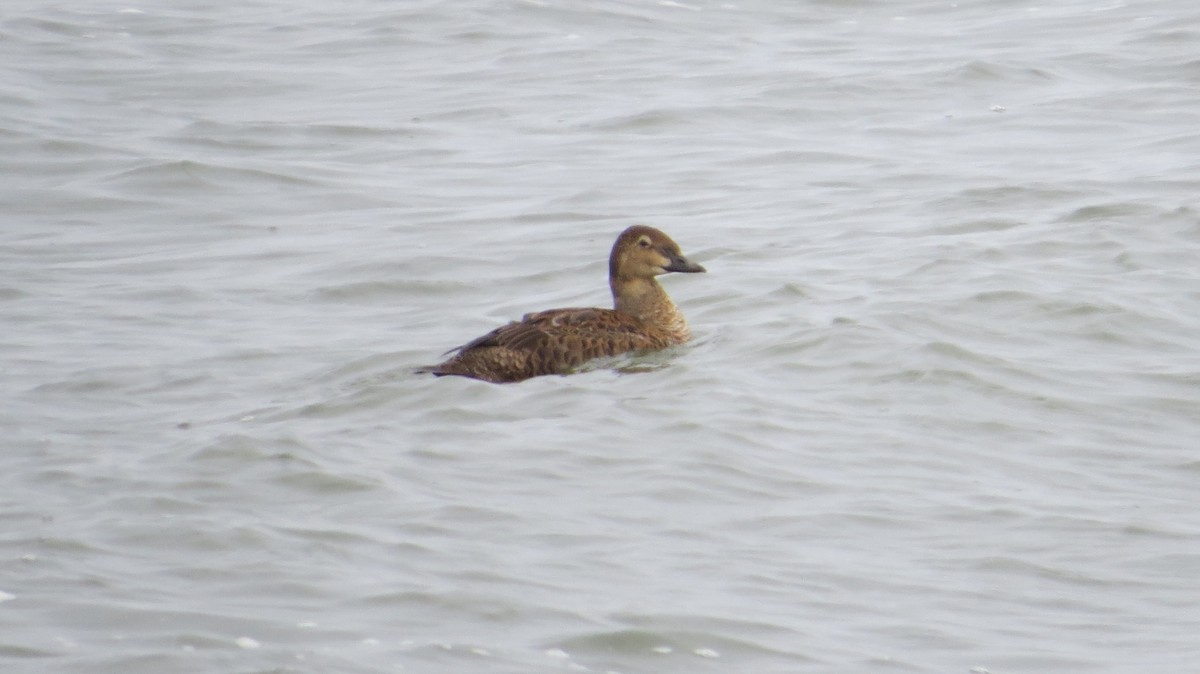 King Eider - ML645997374