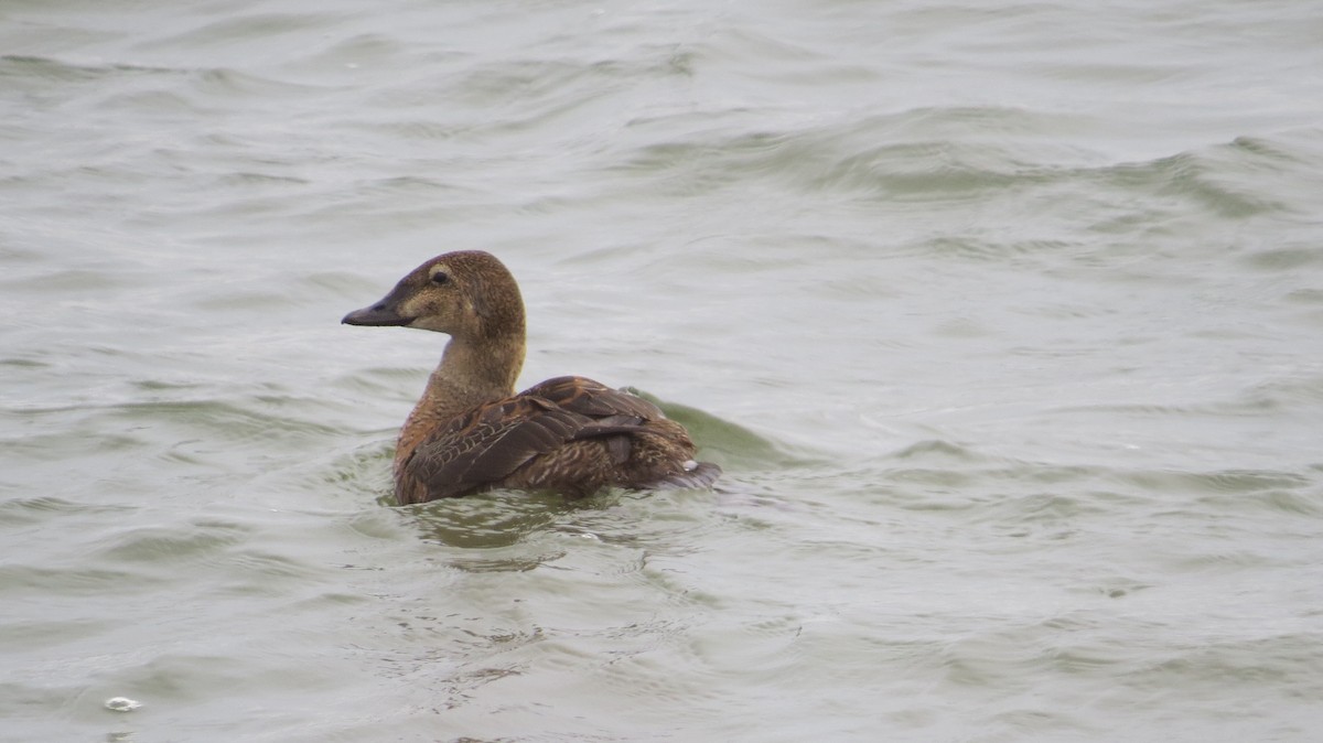 King Eider - ML645997375